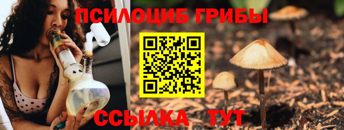Псилоцибиновые грибы Magic Shrooms  Вход с VPN  Тамбов  Псилоцибиновые грибы GOLDEN TEACHER 